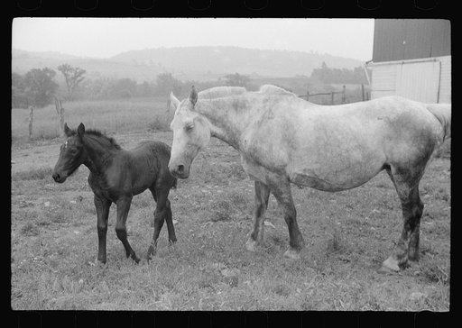 Untitled photo, possibly related to: Percheron stallion brought to mare for mating, on farm near Pine Grove Mills, Pennsylvania