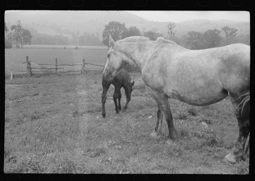 Untitled photo, possibly related to: Percheron stallion brought to mare for mating, on farm near Pine Grove Mills, Pennsylvania