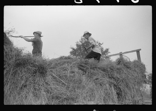 Untitled photo, possibly related to: Percheron stallion brought to mare for mating, on farm near Pine Grove Mills, Pennsylvania