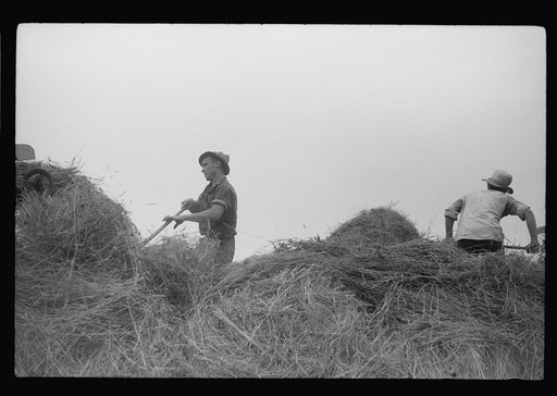 Untitled photo, possibly related to: Percheron stallion brought to mare for mating, on farm near Pine Grove Mills, Pennsylvania