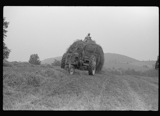 Untitled photo, possibly related to: Percheron stallion brought to mare for mating, on farm near Pine Grove Mills, Pennsylvania