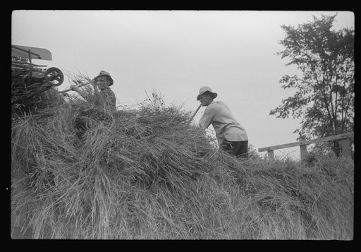 Untitled photo, possibly related to: Percheron stallion brought to mare for mating, on farm near Pine Grove Mills, Pennsylvania