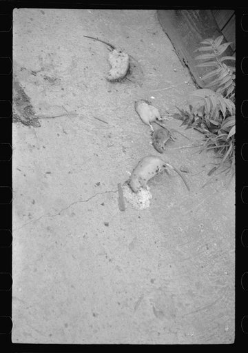 Dead rats in an alley, Negro section, Washington, D.C.