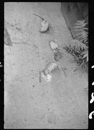 Untitled photo, possibly related to: Dead rats in an alley, Negro section, Washington, D.C.