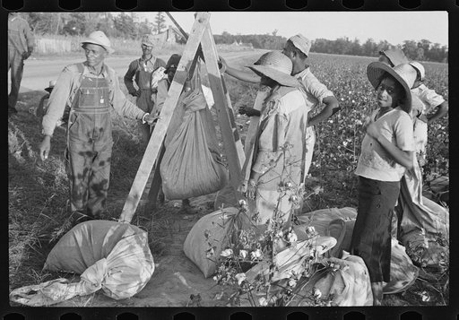 Weighing in cotton. Pulaski County, Arkansas