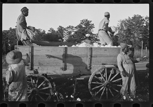 Bringing in cotton for weighing, Pulaski County, Arkansas
