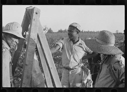 Weighing in cotton, Pulaski County, Arkansas