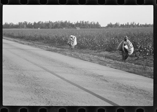 Untitled photo, possibly related to: Cotton pickers, Pulaski County, Arkansas