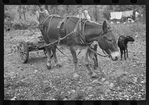 Untitled photo, possibly related to: Family of Arkansas sharecropper