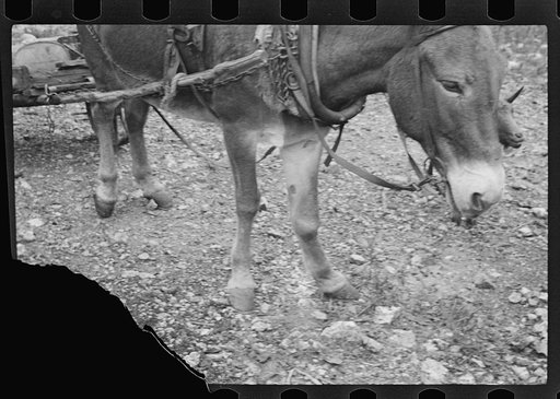 Untitled photo, possibly related to: Rehabilitation client, Boone County, Arkansas