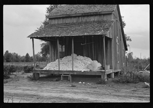 Cotton on porch of sharecropper's home, Maria plantation, Arkansas
