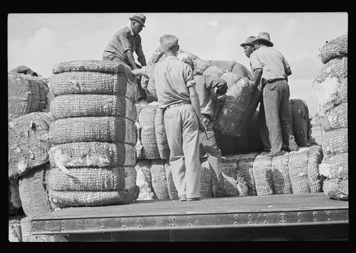 Loading cotton in Natchez, Mississippi