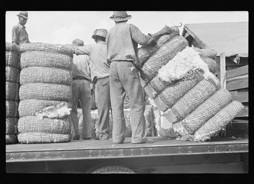 Loading cotton in Natchez, Mississippi