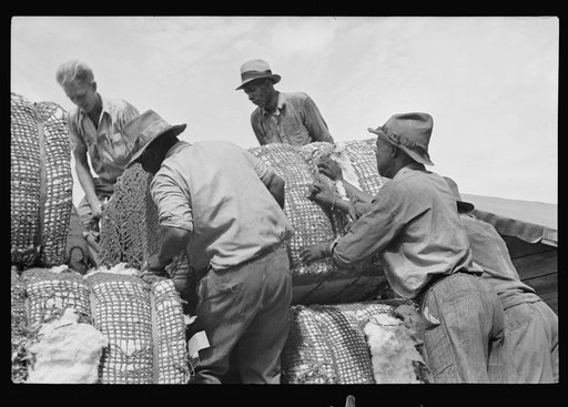 Loading cotton, Natchez, Mississippi