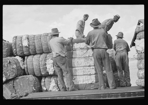 Loading cotton, Natchez, Mississippi