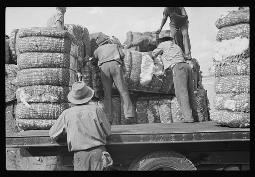Loading cotton, Natchez, Mississippi