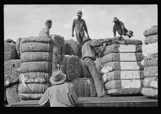 Loading cotton, Natchez, Mississippi