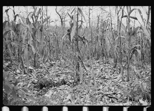 Untitled photo, possibly related to: Sugarcane worker, Plaquemines Parish, Louisiana