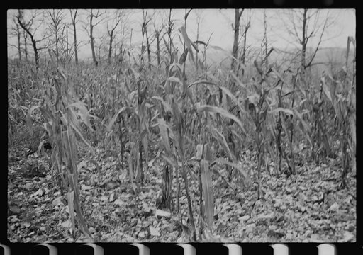 Untitled photo, possibly related to: Sugarcane worker, Plaquemines Parish, Louisiana