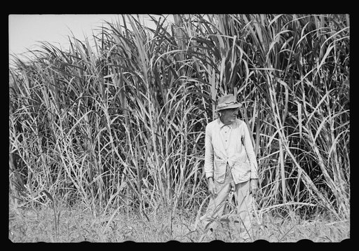 Sugarcane worker, Plaquemines Parish, Louisiana