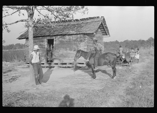 Untitled photo, possibly related to: Strawberry picker, Hammond, Louisiana