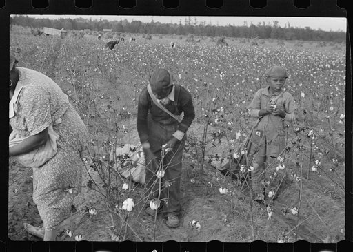 Untitled photo, possibly related to: Picking cotton on Alexander plantation. Pulaski County, Arkansas