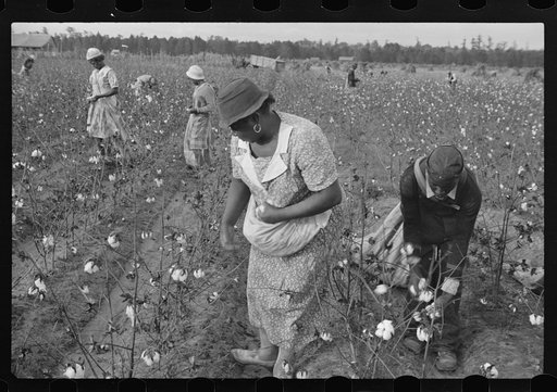 Picking cotton on Alexander plantation. Pulaski County, Arkansas