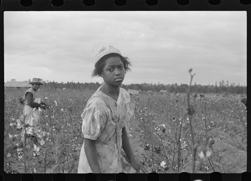 Picking cotton, Pulaski County, Arkansas