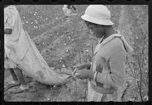 Young cotton picker, Pulaski County, Arkansas. Schools for colored children do not open until January 1st so as not to interfere with cotton picking