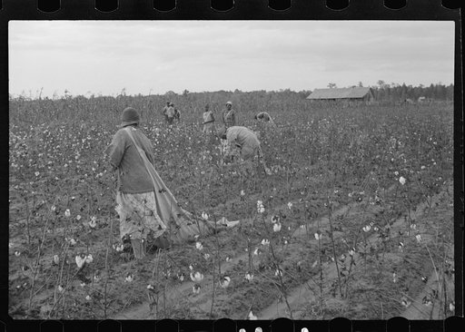Untitled photo, possibly related to: Cotton pickers, Pulaski County, Arkansas