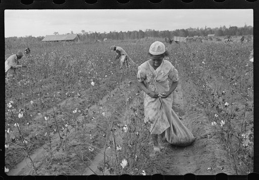 Cotton pickers, Pulaski County, Arkansas