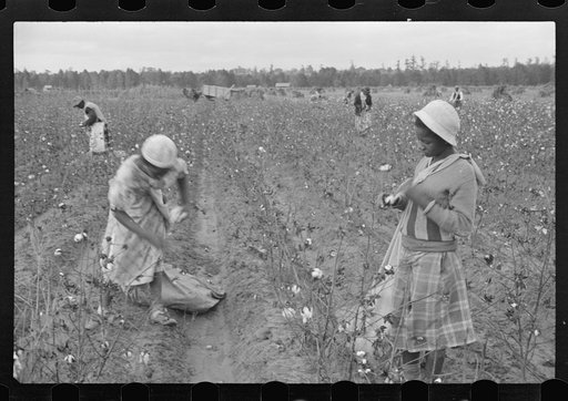 Untitled photo, possibly related to: Cotton pickers, Pulaski County, Arkansas