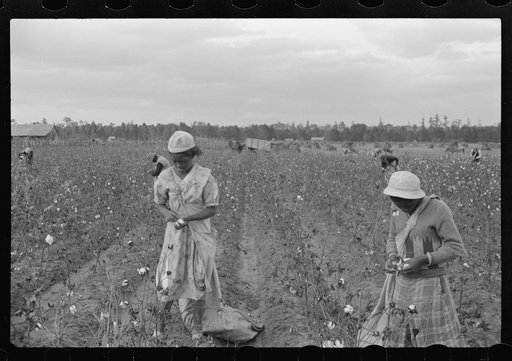 Cotton pickers, Pulaski County, Arkansas