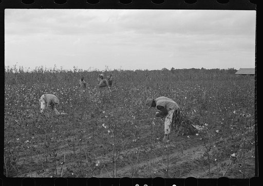 Untitled photo, possibly related to: Cotton pickers, Pulaski County, Arkansas