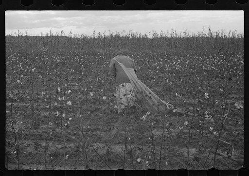 Picking cotton, Pulaski County, Arkansas
