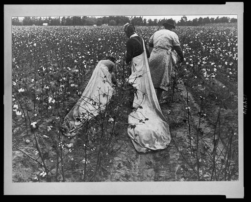 Cotton picking, Pulaski County, Arkansas