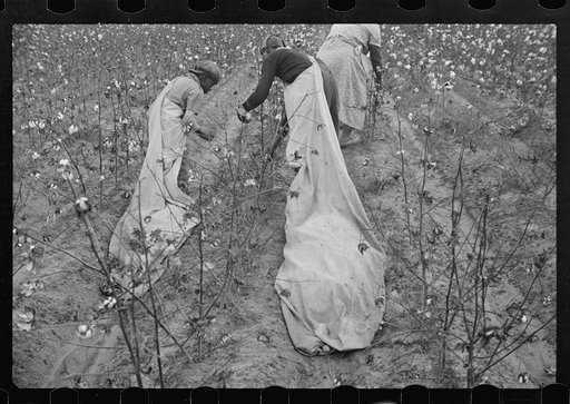 Cotton pickers, Pulaski County, Arkansas