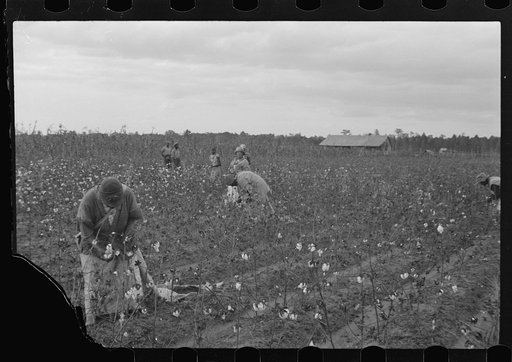 Untitled photo, possibly related to: Picking cotton, Pulaski County, Arkansas