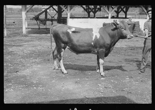 Untitled photo, possibly related to: Washing a prize bull at the dairy barn, Red House, West Virginia