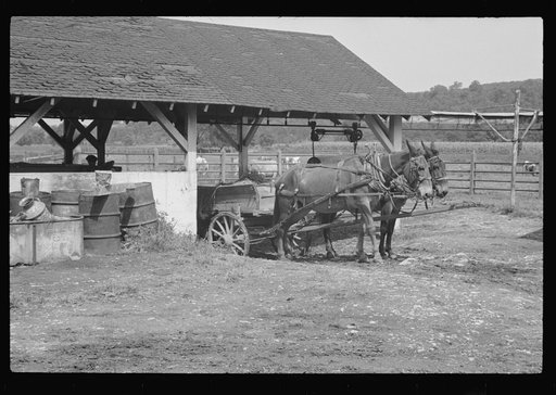 Untitled photo, possibly related to: Washing a prize bull at the dairy barn, Red House, West Virginia