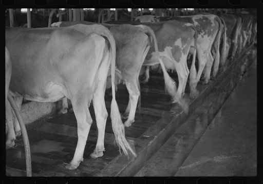 Untitled photo, possibly related to: Washing a prize bull at the dairy barn, Red House, West Virginia