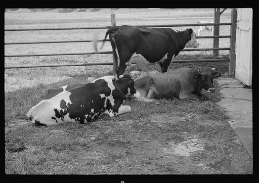 Untitled photo, possibly related to: Washing a prize bull at the dairy barn, Red House, West Virginia