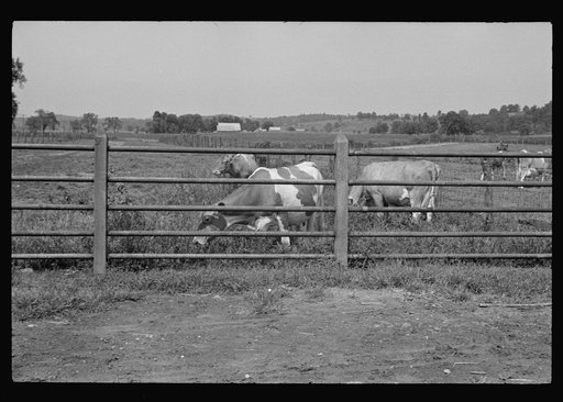 Untitled photo, possibly related to: Washing a prize bull at the dairy barn, Red House, West Virginia