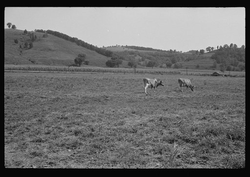 Untitled photo, possibly related to: Washing a prize bull at the dairy barn, Red House, West Virginia
