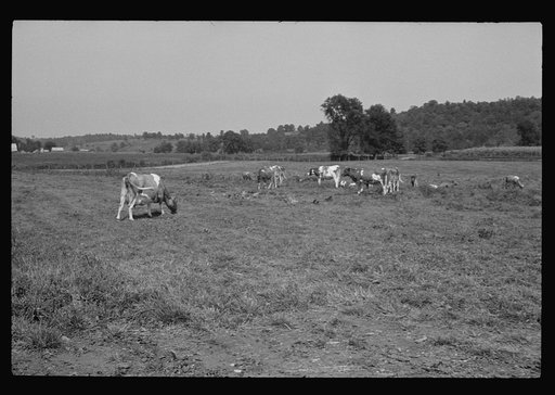 Untitled photo, possibly related to: Washing a prize bull at the dairy barn, Red House, West Virginia