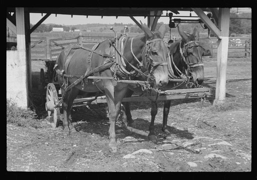 Untitled photo, possibly related to: Washing a prize bull at the dairy barn, Red House, West Virginia