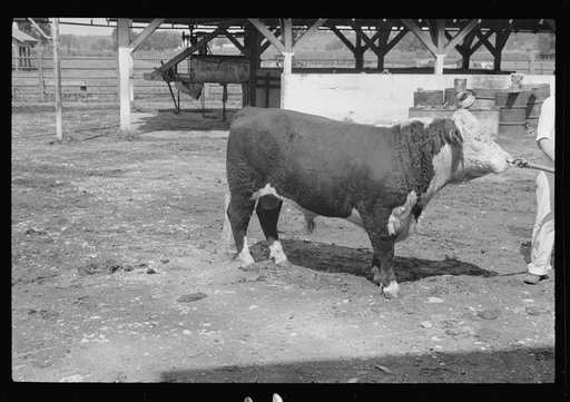 Untitled photo, possibly related to: Washing a prize bull at the dairy barn, Red House, West Virginia