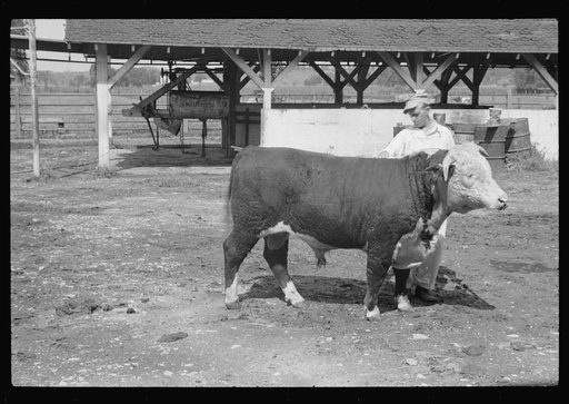 Untitled photo, possibly related to: Washing a prize bull at the dairy barn, Red House, West Virginia