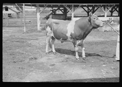 Untitled photo, possibly related to: Washing a prize bull at the dairy barn, Red House, West Virginia