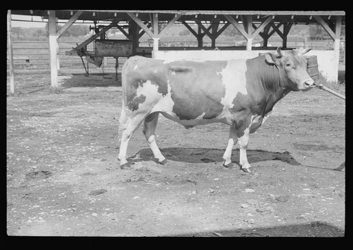 Untitled photo, possibly related to: Washing a prize bull at the dairy barn, Red House, West Virginia